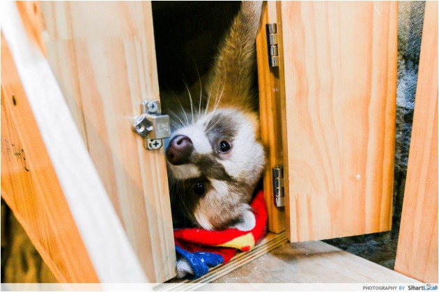 The Smart Local - Friendly raccoon at the Blind Alley