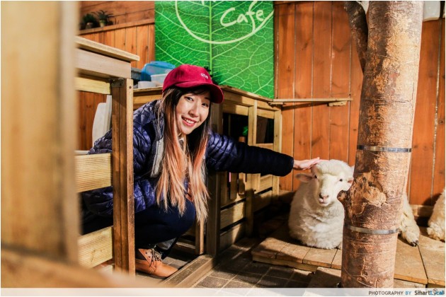 The Smart Local - Kimberly petting a sheep at the Thanks Nature Cafe which is a sheep and raccoon cafe