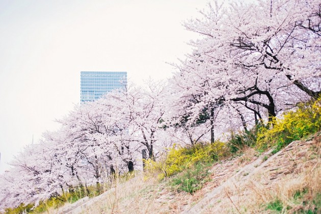 The Smart Local - Yeouido park cherry blossoms