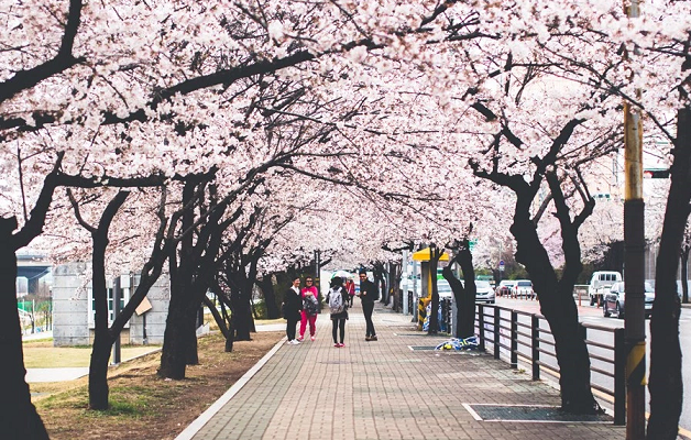 The Smart Local - Yeouido park cherry blossoms pavement view
