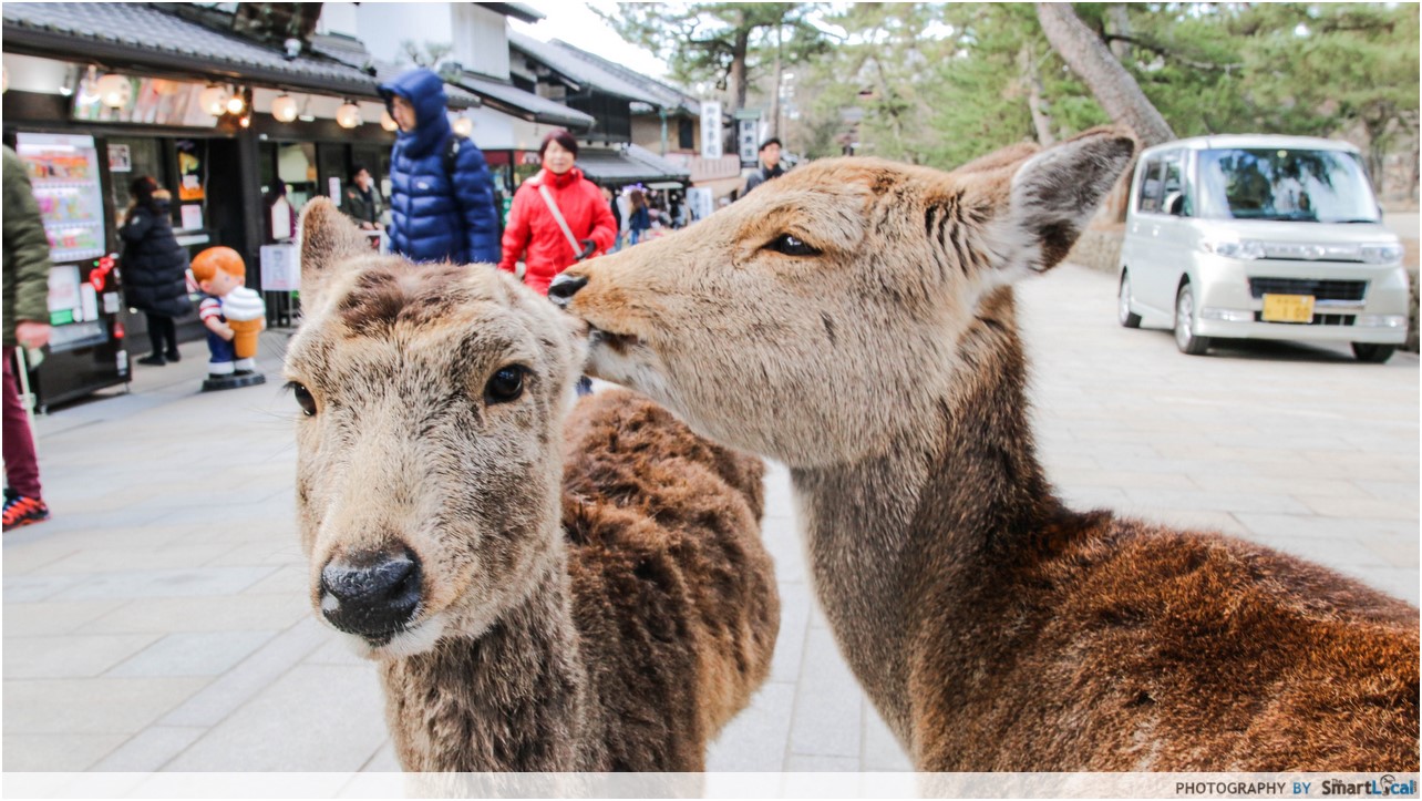 The Smart Local - Deers nibbling another deer's ear in Nara Deer Park