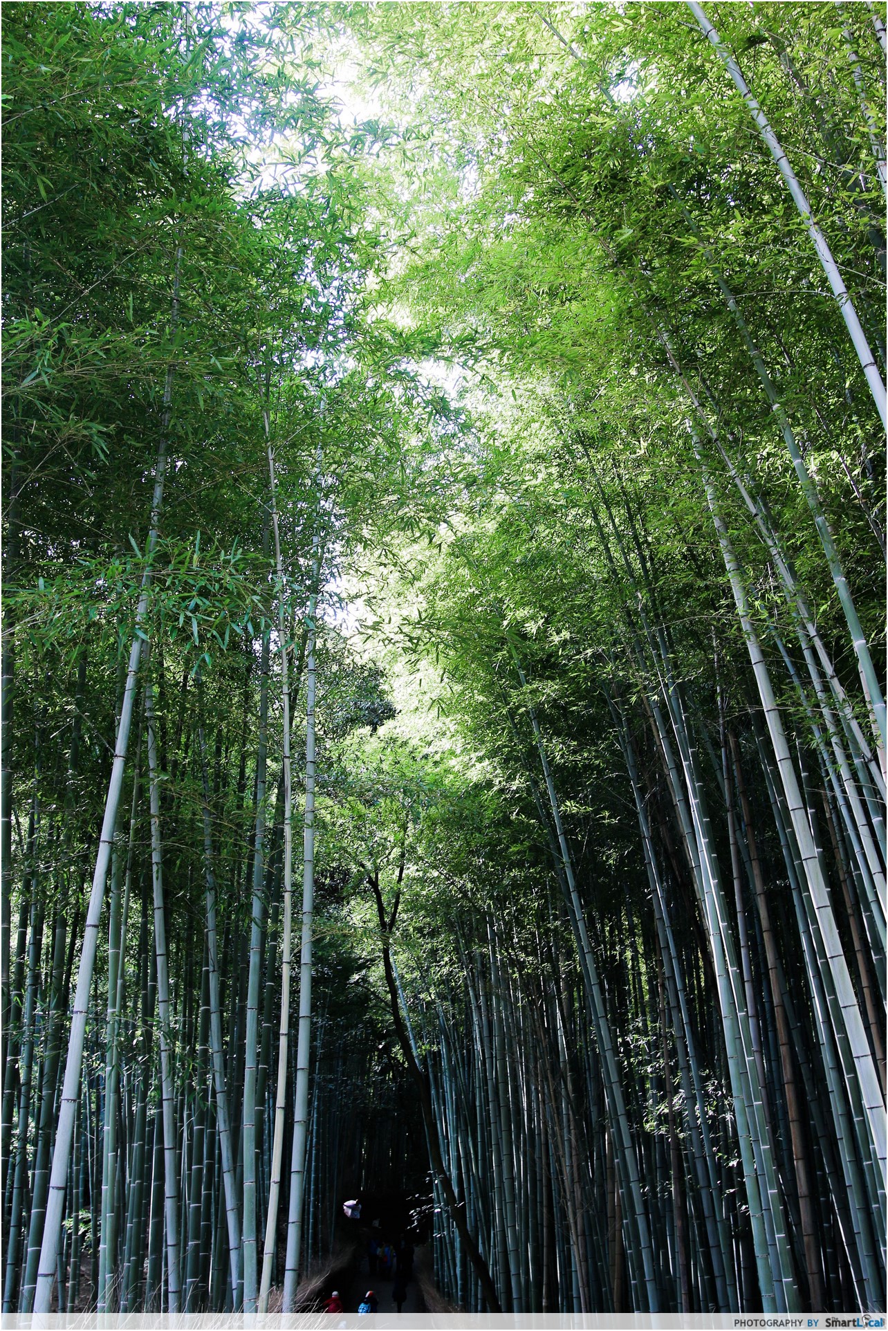 The Smart Local - Arashiyama Bamboo Forest