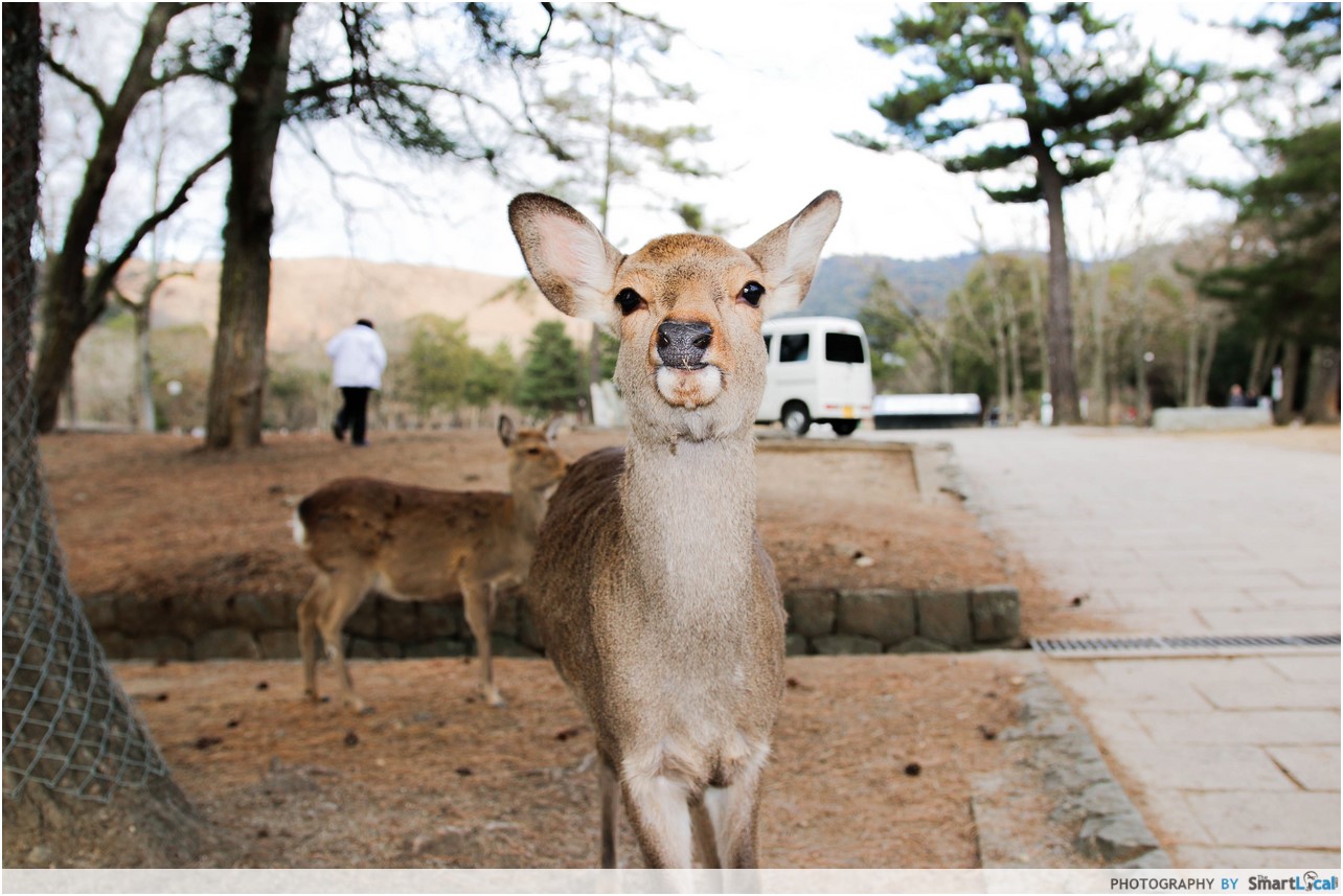 The Smart Local - Deers in Nara Deer Park