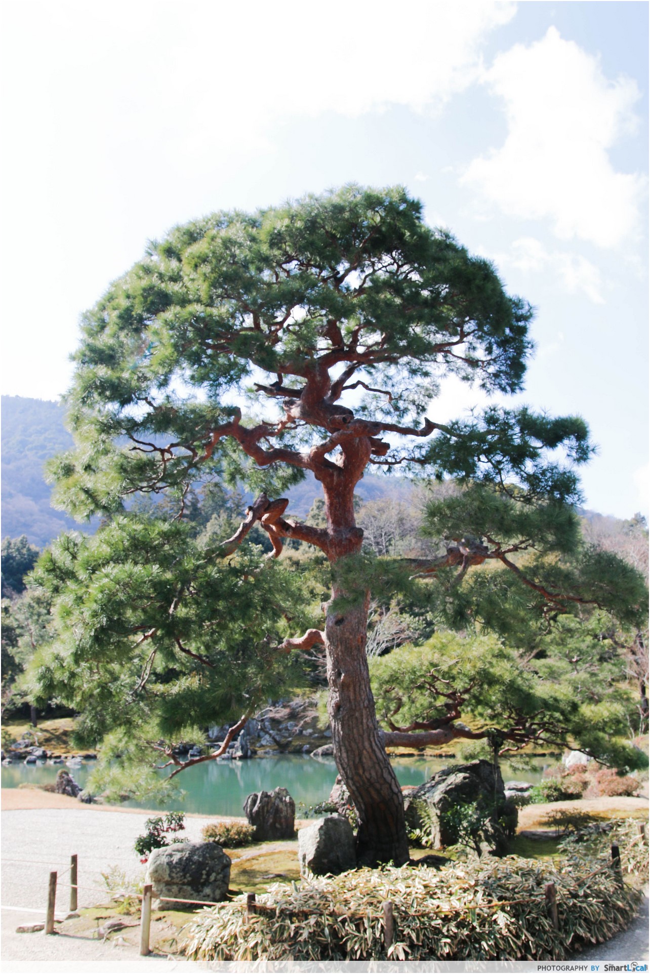 The Smart Local - Unique tree in Tenryuji Japanese Garden