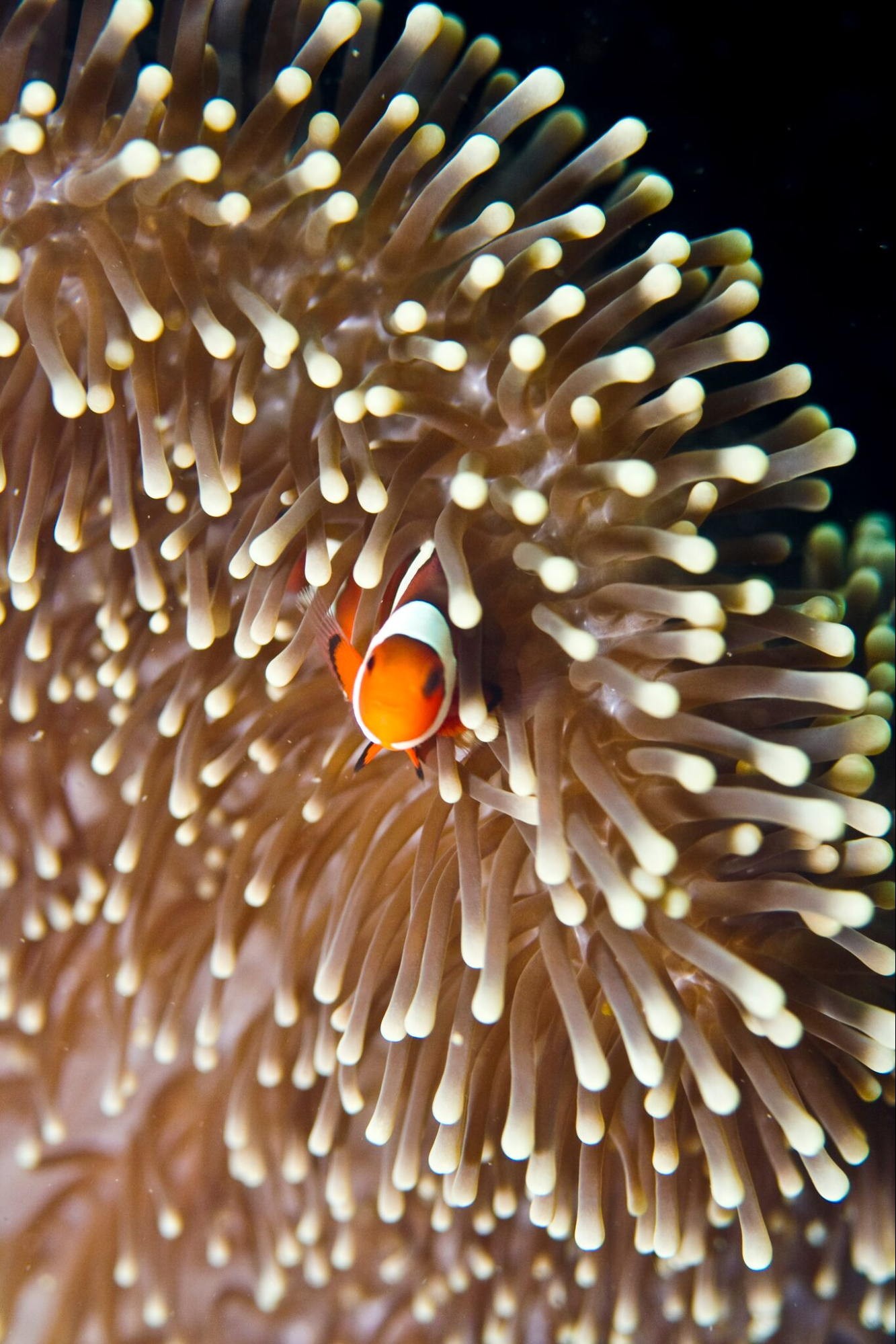 keppel bay coral reef nemo clownfish