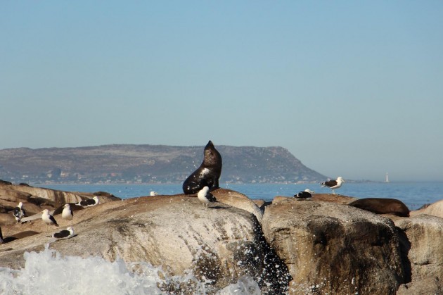 Seal and seagulls busking in the Sun 