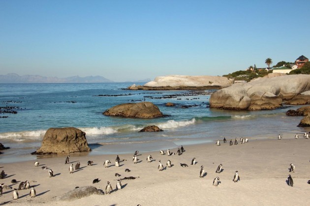 Penguins at the Beach 