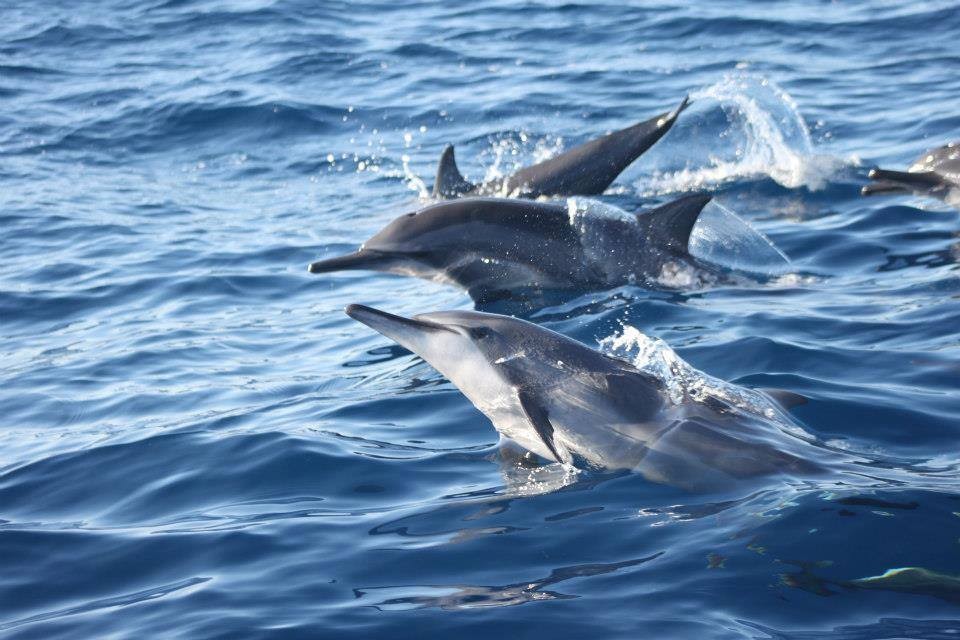 Pamilacan Island Dolphins