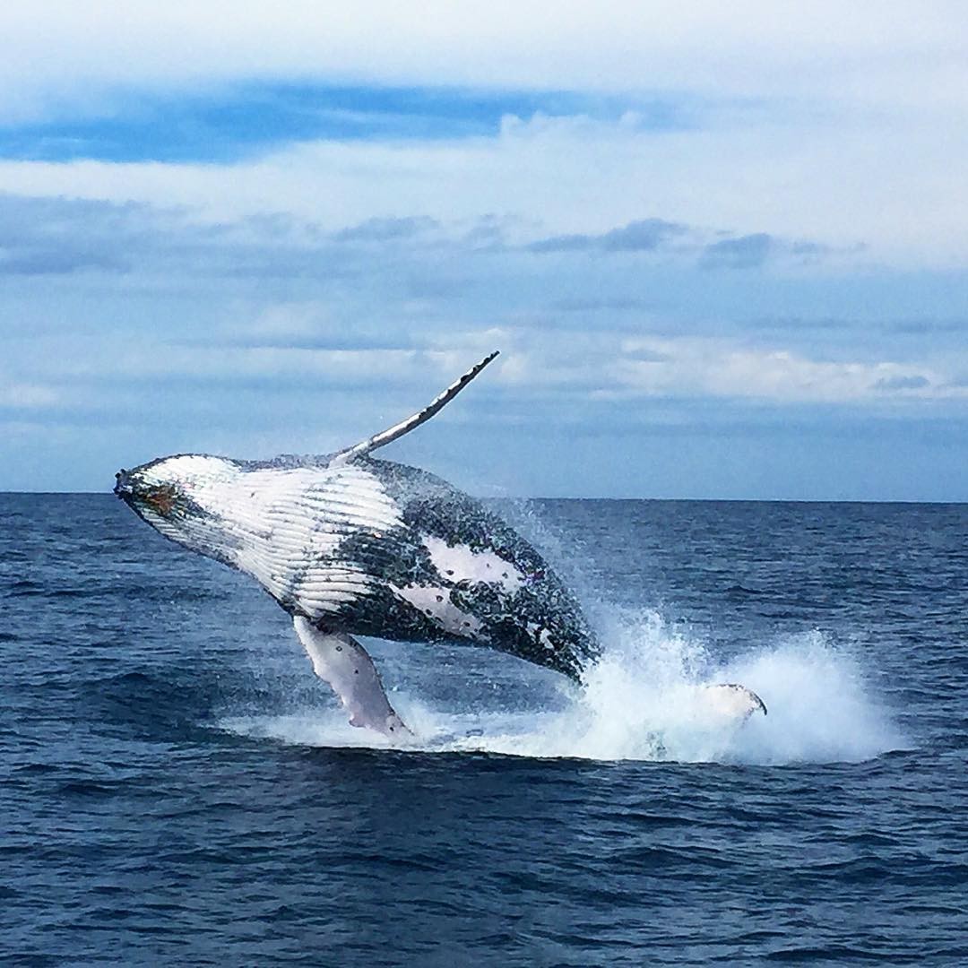 Humpback whales in Port Stephens
