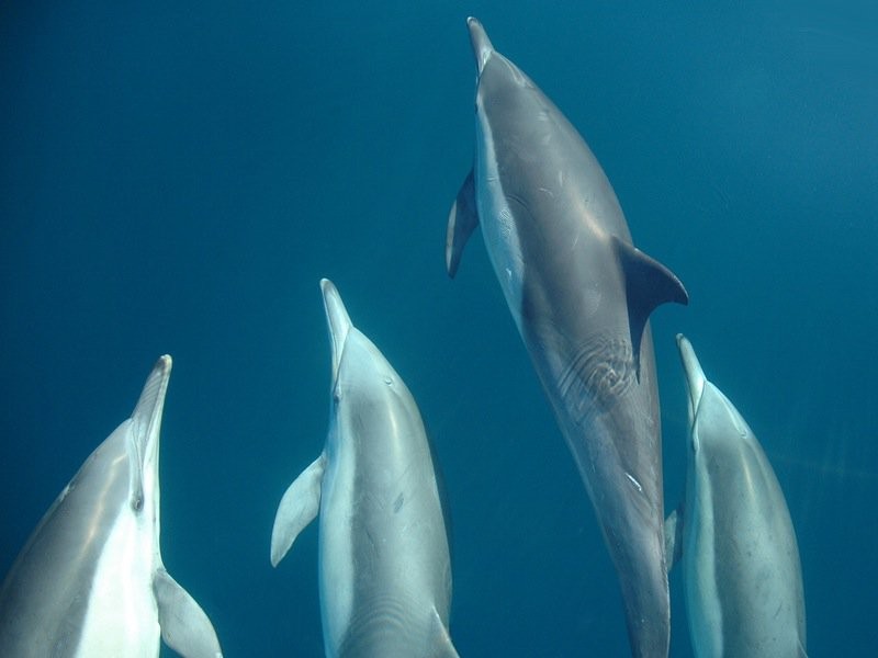Port Stephens dolphins