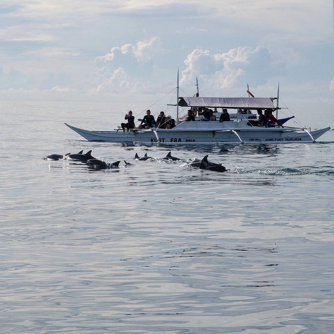 Chasing dolphins at Pamilacan Island