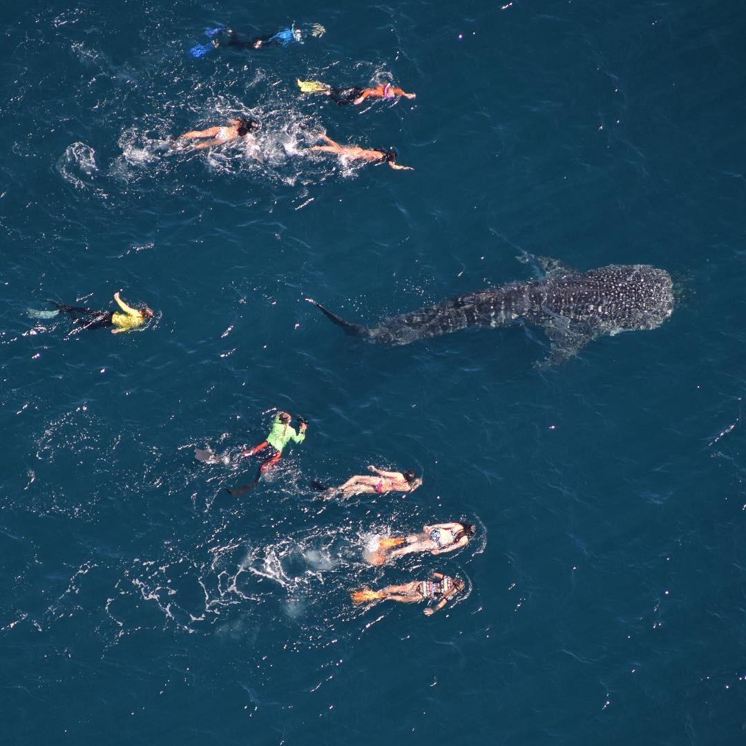Swim with huge whale sharks at Ningaloo