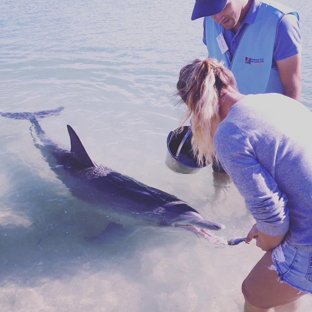 Feed dolphins by hand at Akaroa