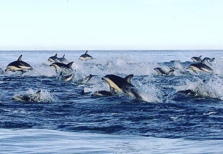 kaikoura dolphins