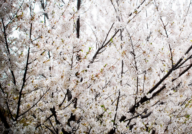 Dalian's Cherry Blossoms