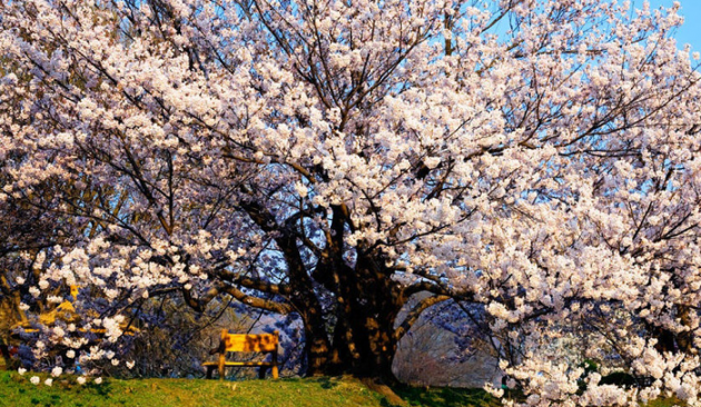 Dalian's cherry blossoms