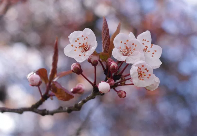 Dalian's cherry blossoms