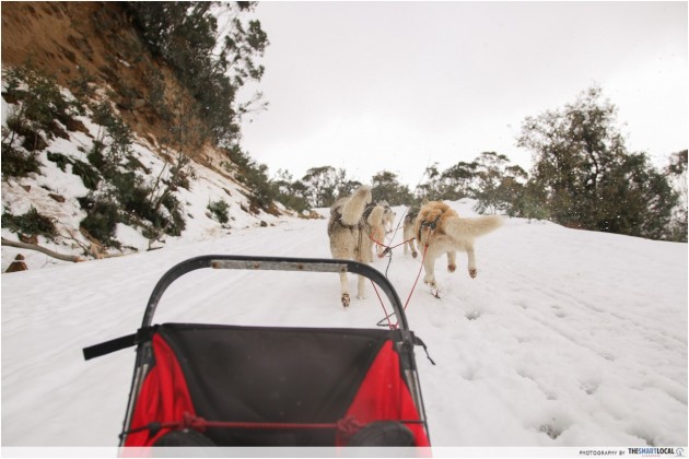 Mount Buller Sled Dog Ride