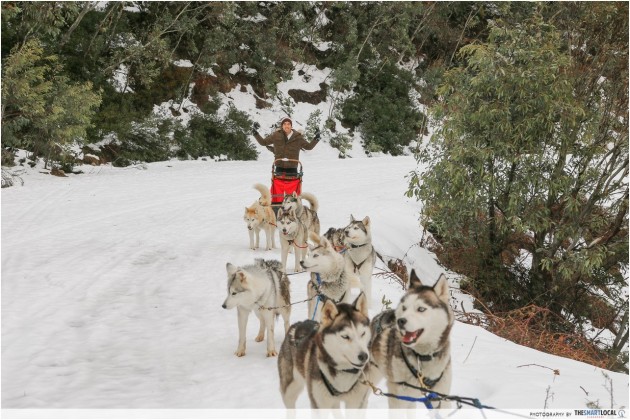 Mount Buller Sled Dog Ride