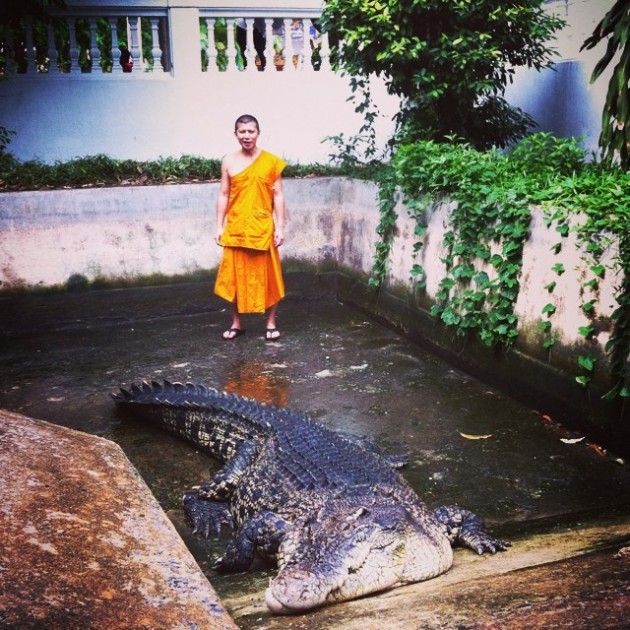 Crocodile in temple in Thailand's Chinatown
