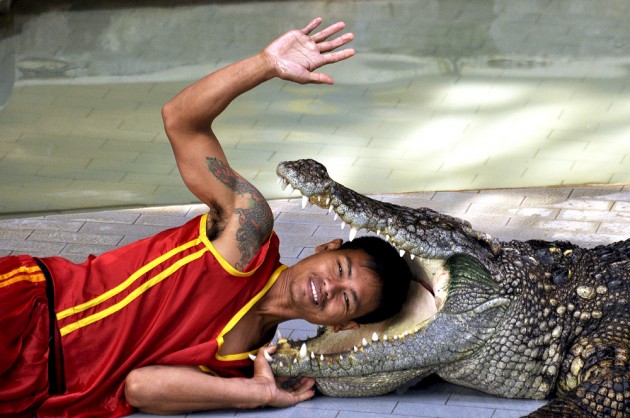 Crocodile shows Thailand