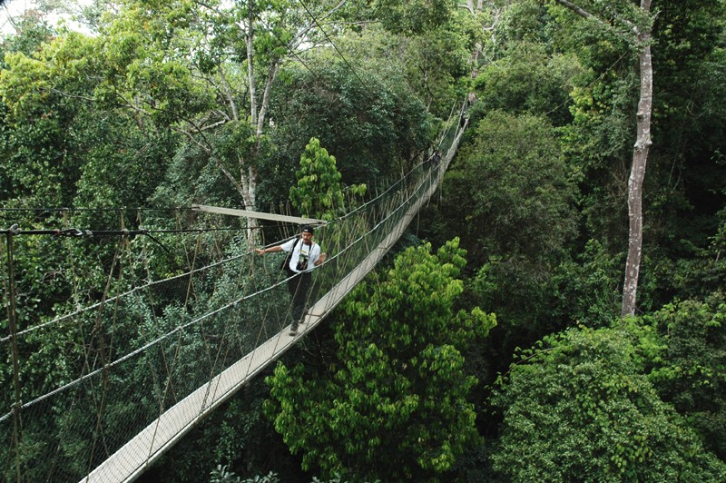 Canopy walk @ Taman Negara