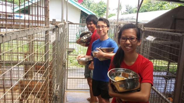 Donate to a dog shelter to feed rescued dogs during Giving Week
