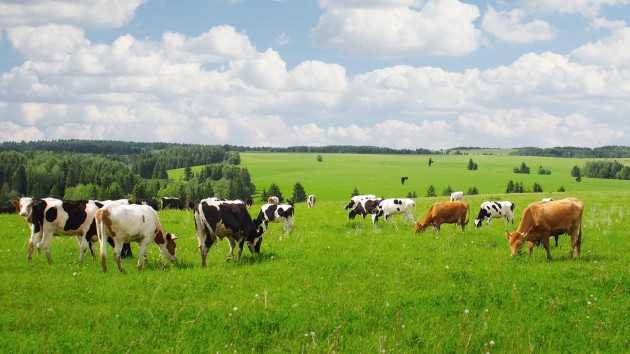 become a dairy farm assistant in New Zealand