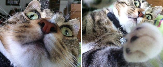 cat selfie
