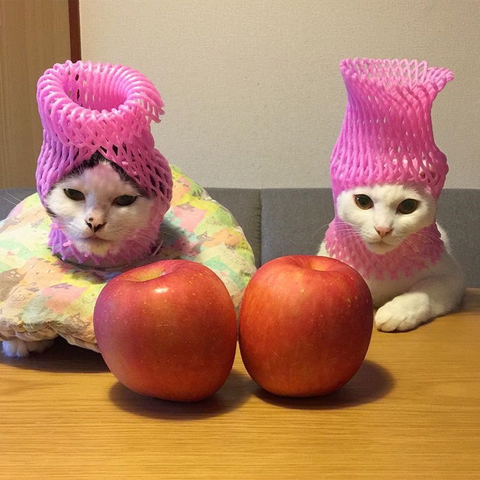 cats with apples