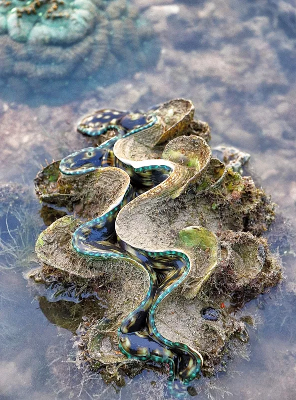 Sisters' Island Giant Clam