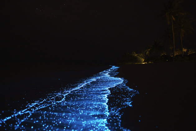 Phu Quoc Island, Bioluminescent Plankton
