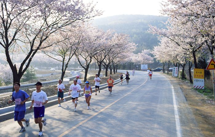 Gyeongju Cherry Blossom Marathon Runners