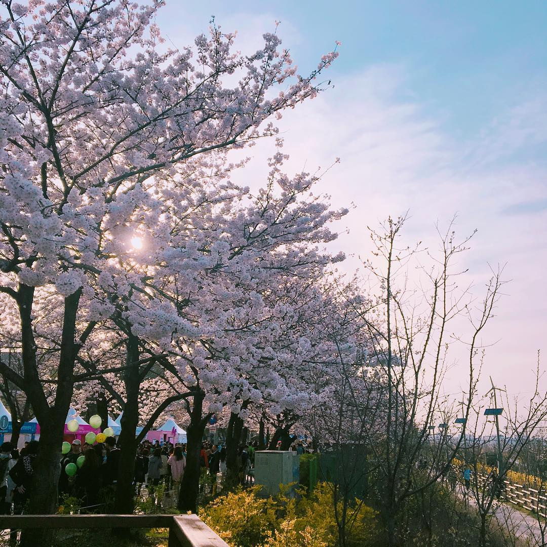 Yeouido Spring Flower Festival in Seoul