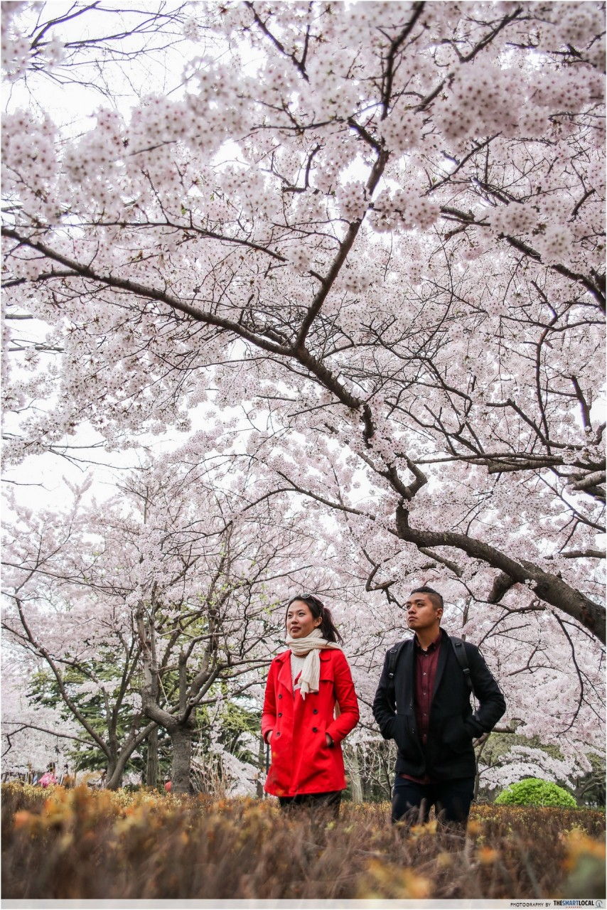 Sakura at Zhongshan Park, Qingdao