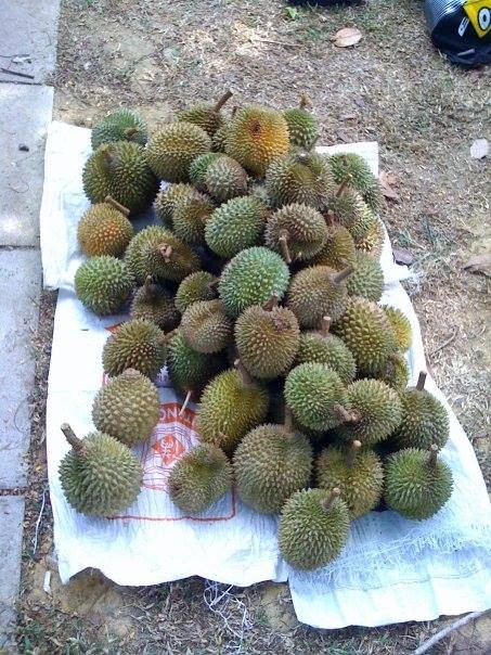 Bring in a huge harvest of durians