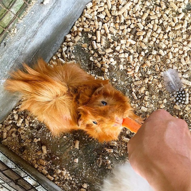 Feed guinea pigs at The Animal Resort