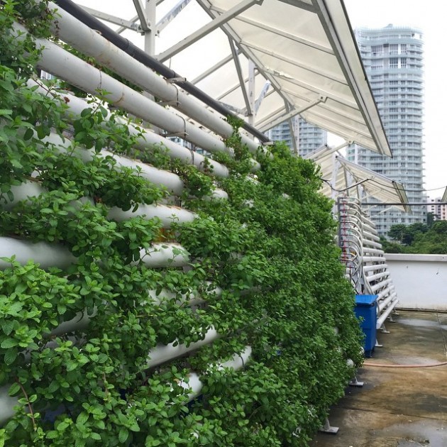 Learn how these vegetables are planted on a rooftop