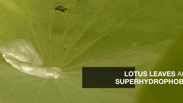 hydrophobic lotus leaves science windows
