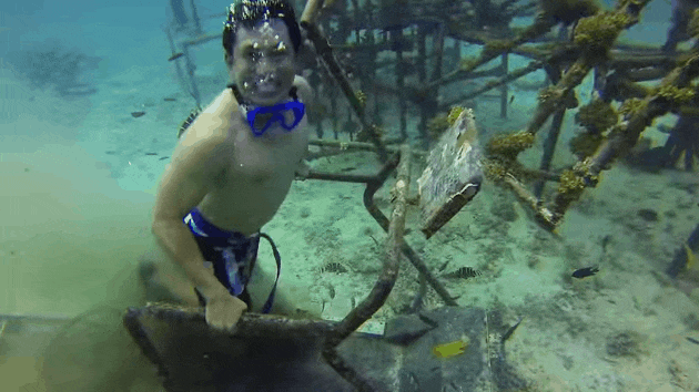 Underwater treadmill artificial reef tioman malaysia diving