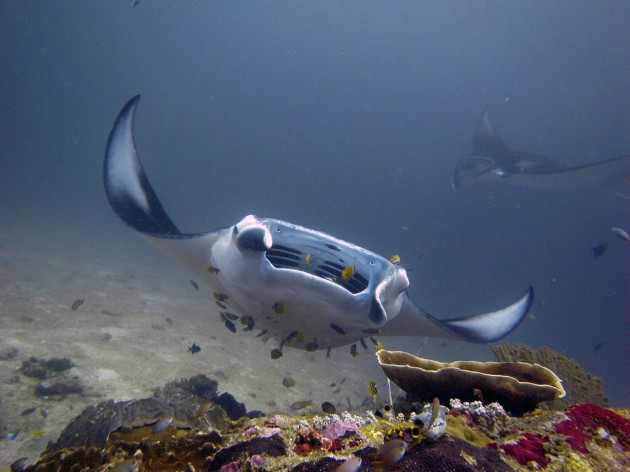 manta point gili trawangan diving bali indonesia creature underwater