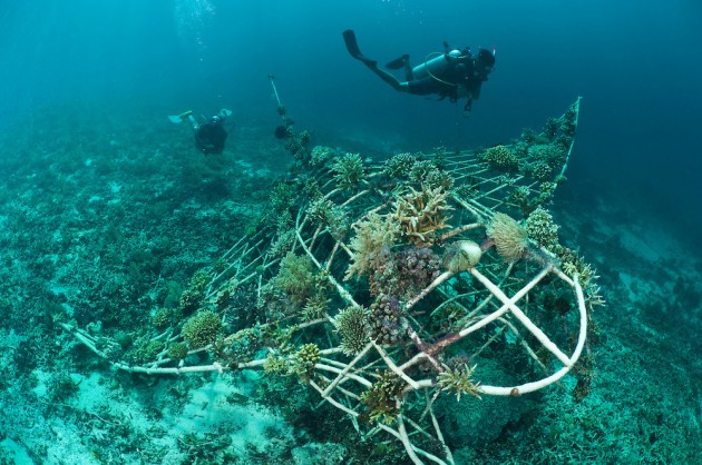 manta shaped artificial reef coral underwater sculpture