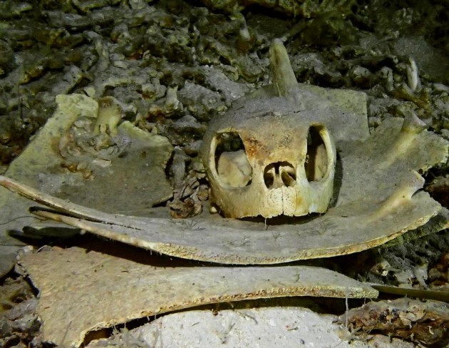 turtle cave graveyard sipadan skeleton creepy underwater