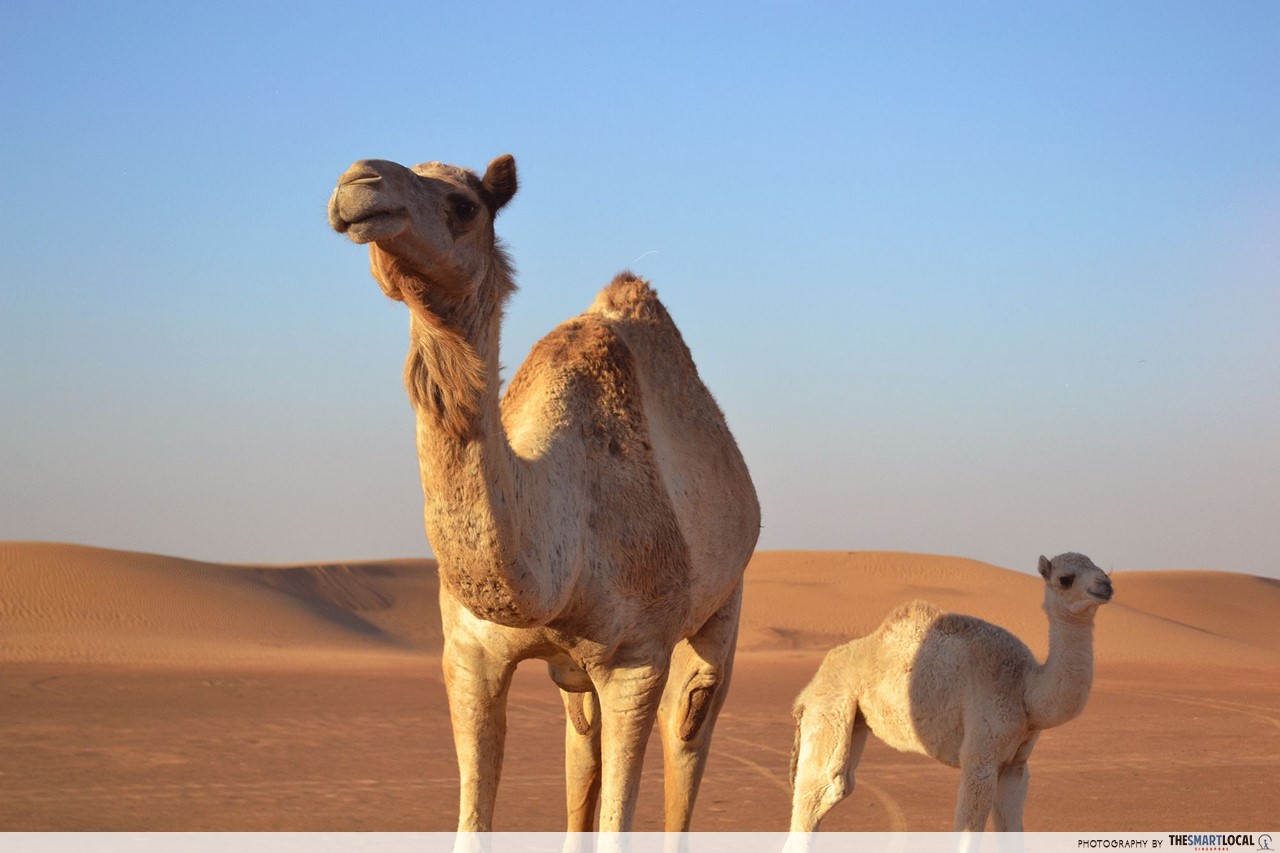 Up close and personal with camels, Desert Safari Tour