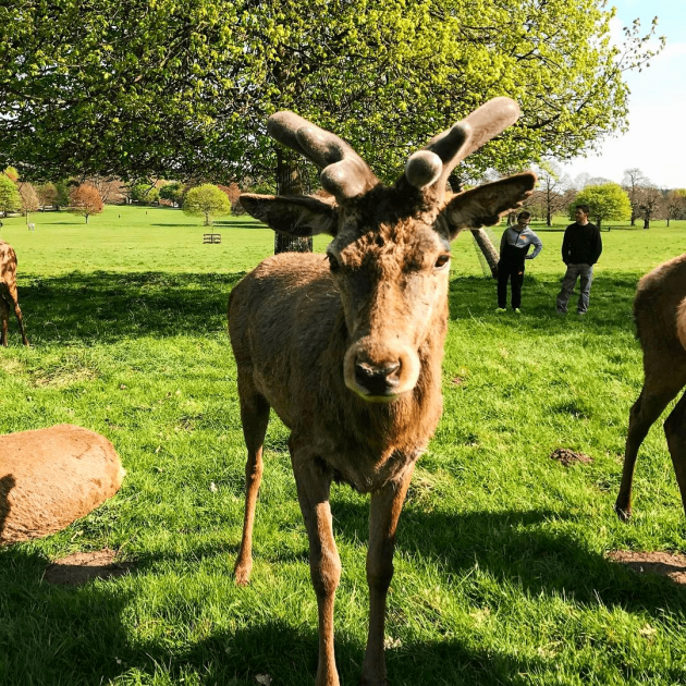 Deer, Wollaton Park