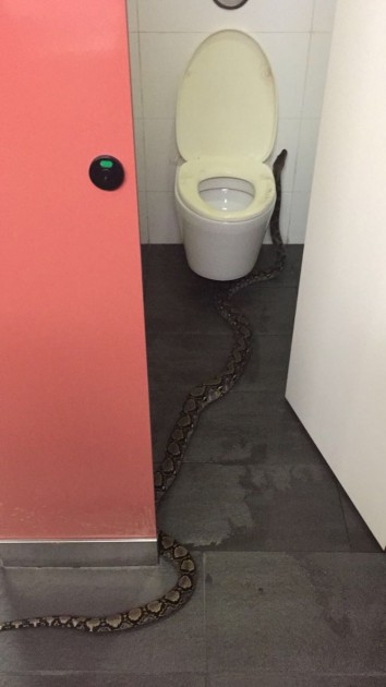 Snake in uni hall toilet