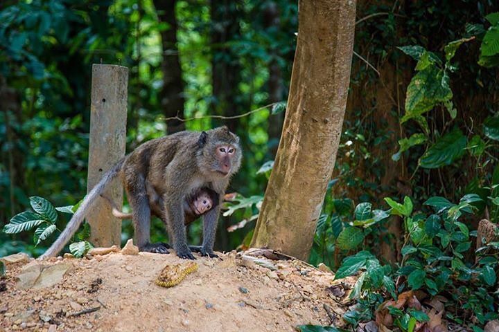 Monkeys in Koh Kood's Rainforest