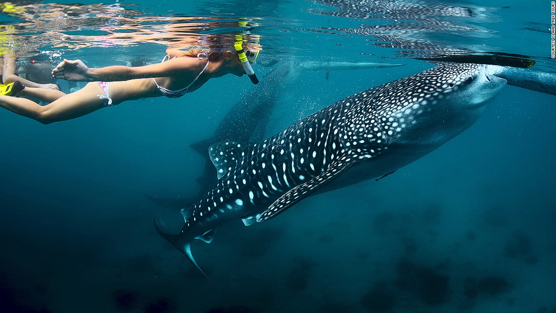 donsol snorkel whale sharks philippines