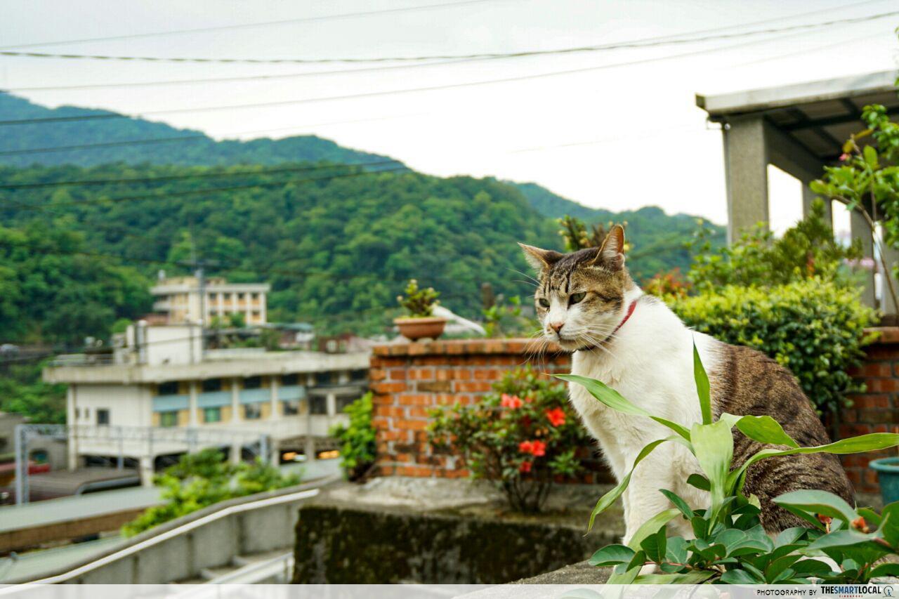 Cheap Taipei - Cute Cat