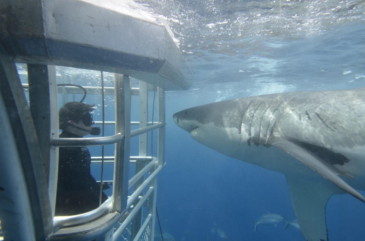 Port Lincoln cage diving with great white sharks unique things to do in adelaide hidden places in australia